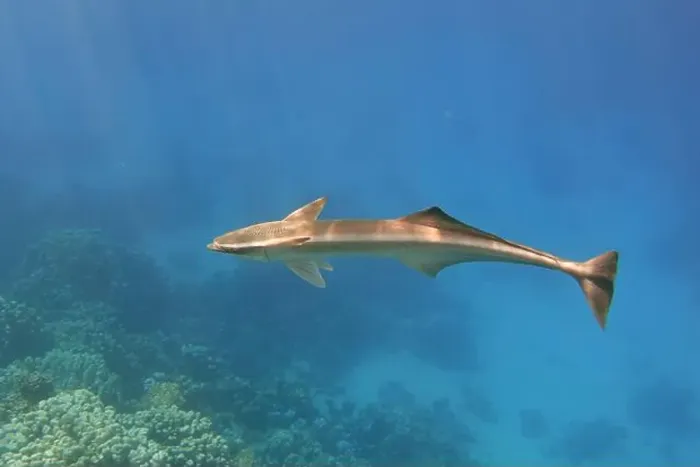 Framed Print : Remora fish swimming alone in the blue sea Framed Print : Remora fish swimming alone in the blue sea