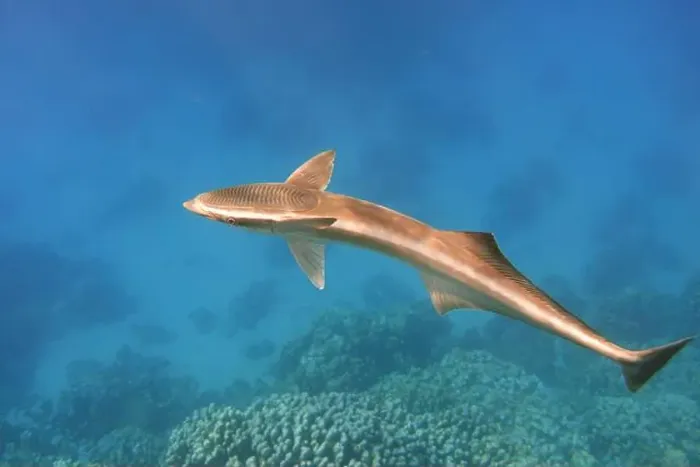 Framed Print : Remora fish swims in the blue sea Framed Print : Remora fish swims in the blue sea