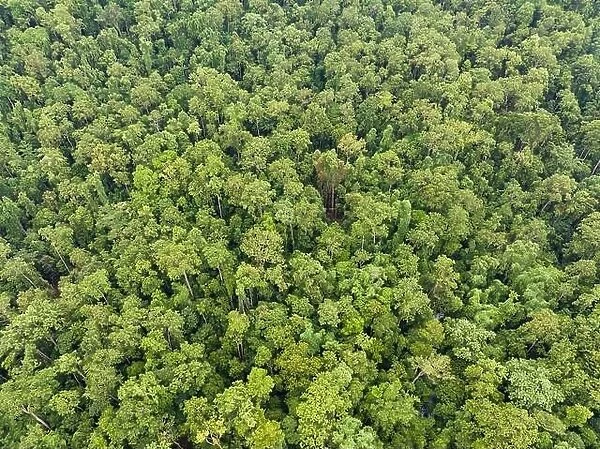 Remote islands in West Papua, Indonesia, are covered by thick, green rainforest. This region harbors very high terrestrial and marine biodiversity
