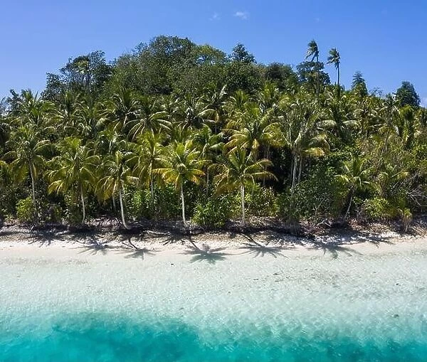 A remote, white sand beach, shaded by coconut palm trees, is surrounded by clear, warm water in Raja Ampat, Indonesia. This tropical area is gorgeous