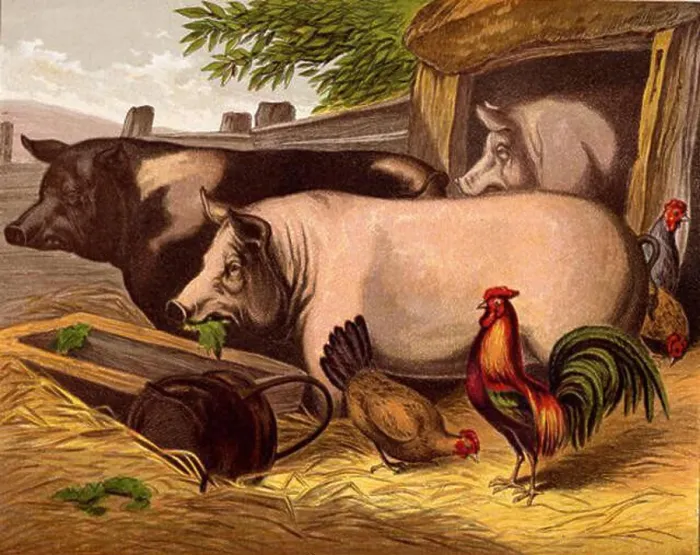 Framed Print : (Removed after reusableart request.). circa 1872 1196 Pigs in the Barnyard Framed Print : (Removed after reusableart request.). circa 1872 1196 Pigs in the Barnyard