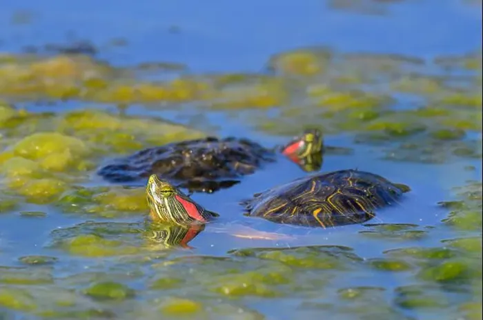 Framed Print : A rendezvous of Red-eared slider turtles (Trachemys scripta elegans) in a swampy lake, Galveston, Texas, USA Framed Print : A rendezvous of Red-eared slider turtles (Trachemys scripta elegans) in a swampy lake, Galveston, Texas, USA