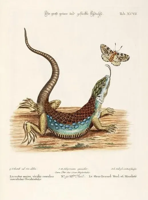 Framed Print : Reptile illustration - The Lizard - Antique plate of the dutch book: Collection of foreign and rare birds Framed Print : Reptile illustration - The Lizard - Antique plate of the dutch book: Collection of foreign and rare birds