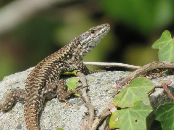 Framed Print : reptile lizard animal camouflage motionless predatory observation Framed Print : reptile lizard animal camouflage motionless predatory observation