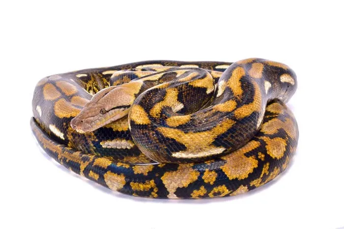 Framed Print : Reticulated python, Malayopython reticulatus Framed Print : Reticulated python, Malayopython reticulatus
