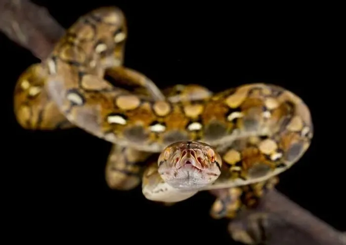 Framed Print : Reticulated python (Malayopython reticulatus) Framed Print : Reticulated python (Malayopython reticulatus)