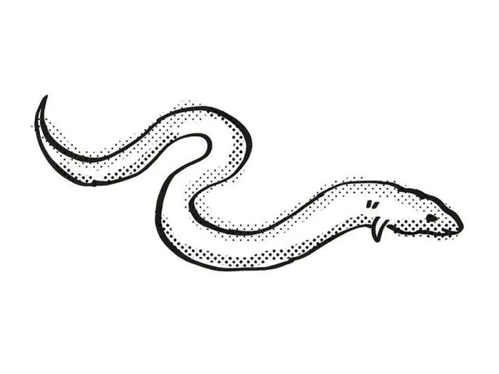 Framed Print : Retro cartoon line drawing style drawing of a European Eel, an endangered wildlife species on isolated background done in black and white full body Framed Print : Retro cartoon line drawing style drawing of a European Eel, an endangered wildlife species on isolated background done in black and white full body