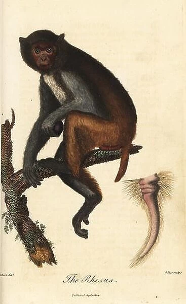Rhesus macaque, Macaca mulatta (Simia rhesus), and detail of its distinctive tail. Handcoloured copperplate engraving by J