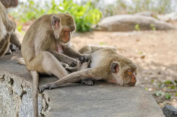 Framed Print : Rhesus macaques grooming at the bottom of the hill Wat Khao Takiap or Chopsticks Hill Framed Print : Rhesus macaques grooming at the bottom of the hill Wat Khao Takiap or Chopsticks Hill