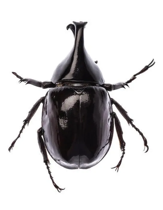 Framed Print : Rhinoceros beetle Xylotrupes gideon sumatrensis isolated Framed Print : Rhinoceros beetle Xylotrupes gideon sumatrensis isolated