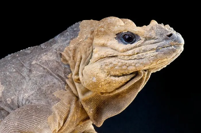 Framed Print : Rhinoceros Iguana / Cyclura cornuta Framed Print : Rhinoceros Iguana / Cyclura cornuta