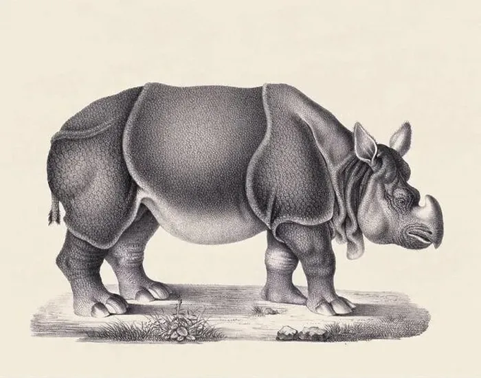 Framed Print : Rhinoceros illustration. Pencil sketch of a rhinoceros isolated on an aged beige background Framed Print : Rhinoceros illustration. Pencil sketch of a rhinoceros isolated on an aged beige background