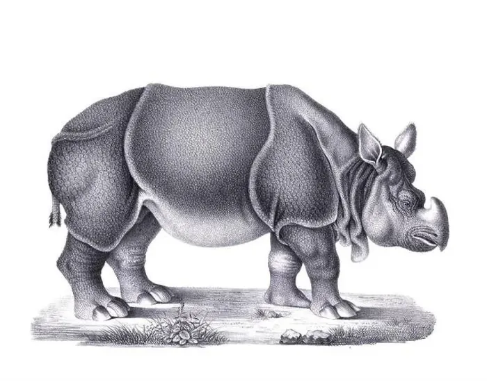 Framed Print : Rhinoceros illustration. Pencil sketch of a rhinoceros isolated on a plain white background Framed Print : Rhinoceros illustration. Pencil sketch of a rhinoceros isolated on a plain white background