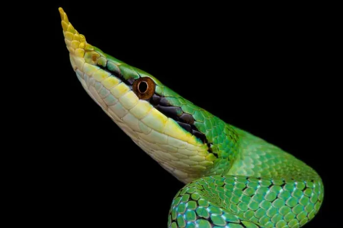 Framed Print : Rhinoceros ratsnake / Rhynchophis boulengeri Framed Print : Rhinoceros ratsnake / Rhynchophis boulengeri