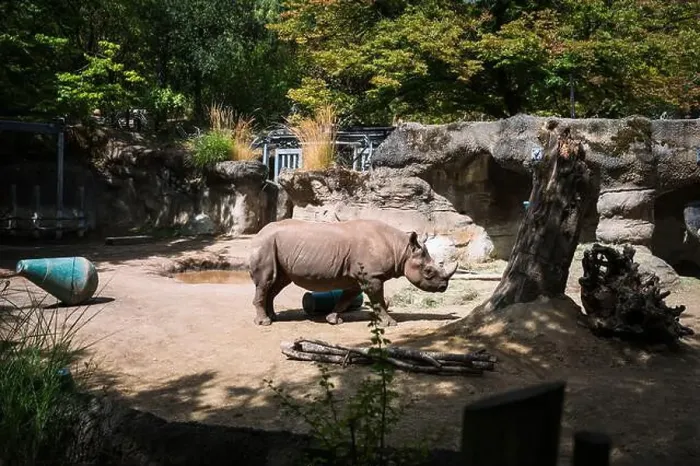 Framed Print : Rhinoceros, or a Rhino, at the Oregon Zoo at Portland Oregon, USA Framed Print : Rhinoceros, or a Rhino, at the Oregon Zoo at Portland Oregon, USA