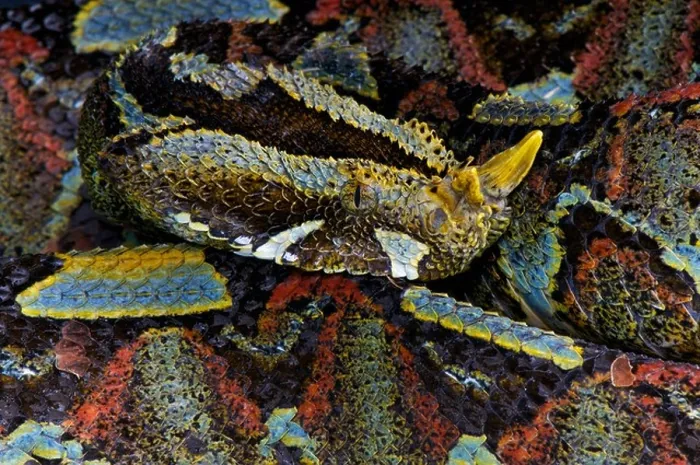 Framed Print : Rhinoceros viper / Bitis nasicornis Framed Print : Rhinoceros viper / Bitis nasicornis