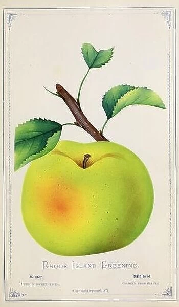 The Rhode Island Greening is an American apple variety and the official fruit of the state of Rhode Island