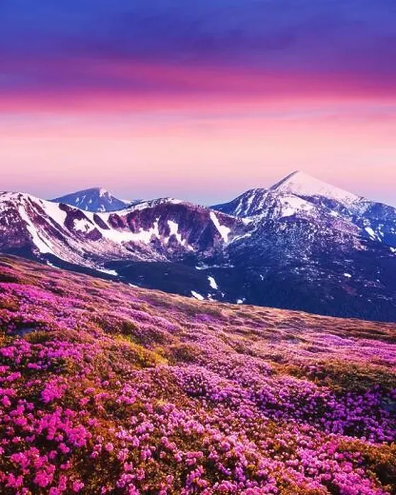 Framed Print : Rhododendron flowers covered mountains meadow in summer time. Purple sunrise light glowing on snowy peaks on background. Landscape photography Framed Print : Rhododendron flowers covered mountains meadow in summer time. Purple sunrise light glowing on snowy peaks on background. Landscape photography