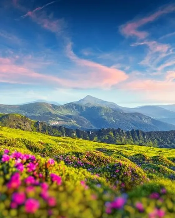 Framed Print : Rhododendron flowers covered mountains meadow in summer time. Purple sunrise light glowing on a foreground. Landscape photography