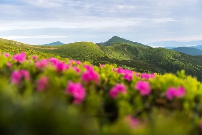 Framed Print : Rhododendron flowers covered mountains meadow in summer time. Purple sunrise light glowing on a foreground. Landscape photography Framed Print : Rhododendron flowers covered mountains meadow in summer time. Purple sunrise light glowing on a foreground. Landscape photography