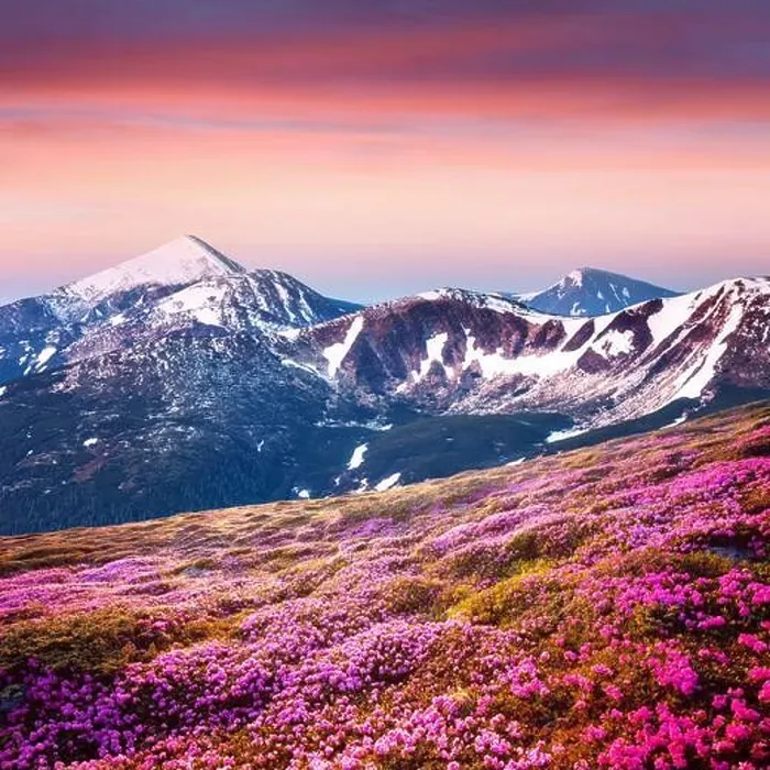 Framed Print : Rhododendron flowers covered mountains meadow in summer time. Purple sunrise light glowing on snowy peaks on background. Landscape photography Framed Print : Rhododendron flowers covered mountains meadow in summer time. Purple sunrise light glowing on snowy peaks on background. Landscape photography