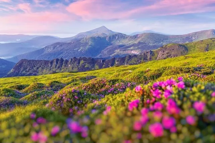 Framed Print : Rhododendron flowers covered mountains meadow in summer time. Purple sunrise light glowing on a foreground. Landscape photography Framed Print : Rhododendron flowers covered mountains meadow in summer time. Purple sunrise light glowing on a foreground. Landscape photography
