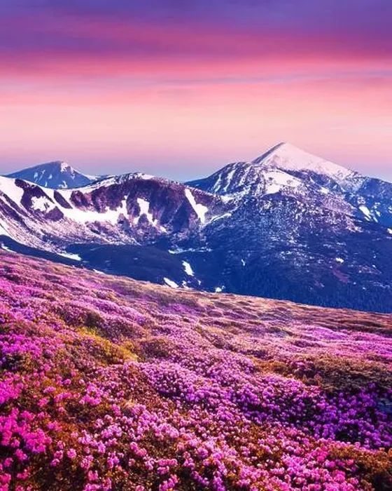Framed Print : Rhododendron flowers covered mountains meadow in summer time. Purple sunrise light glowing on snowy peaks on background. Landscape photography