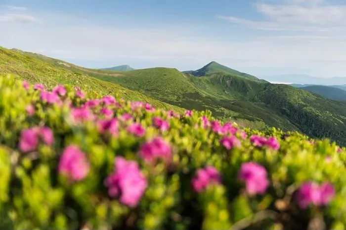 Framed Print : Rhododendron flowers covered mountains meadow in summer time. Landscape photography Framed Print : Rhododendron flowers covered mountains meadow in summer time. Landscape photography