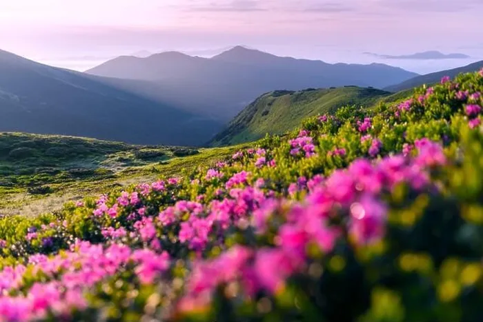 Framed Print : Rhododendron flowers covered mountains meadow in summer time. Pink sunrise light glowing on a foreground. Landscape photography Framed Print : Rhododendron flowers covered mountains meadow in summer time. Pink sunrise light glowing on a foreground. Landscape photography