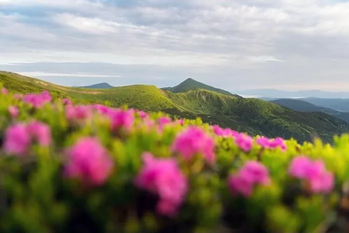 Framed Print : Rhododendron flowers covered mountains meadow in summer time. Landscape photography. Nature background Framed Print : Rhododendron flowers covered mountains meadow in summer time. Landscape photography. Nature background