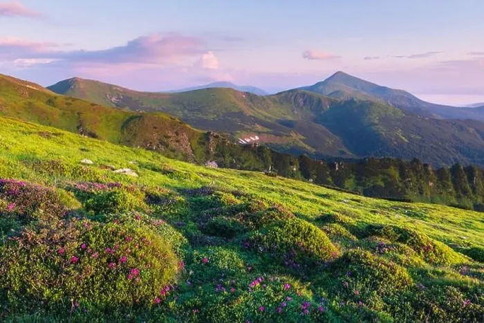 Framed Print : Rhododendron flowers covered mountains meadow in summer time. Pink sunrise light glowing on a foreground. Landscape photography. Nature background Framed Print : Rhododendron flowers covered mountains meadow in summer time. Pink sunrise light glowing on a foreground. Landscape photography. Nature background