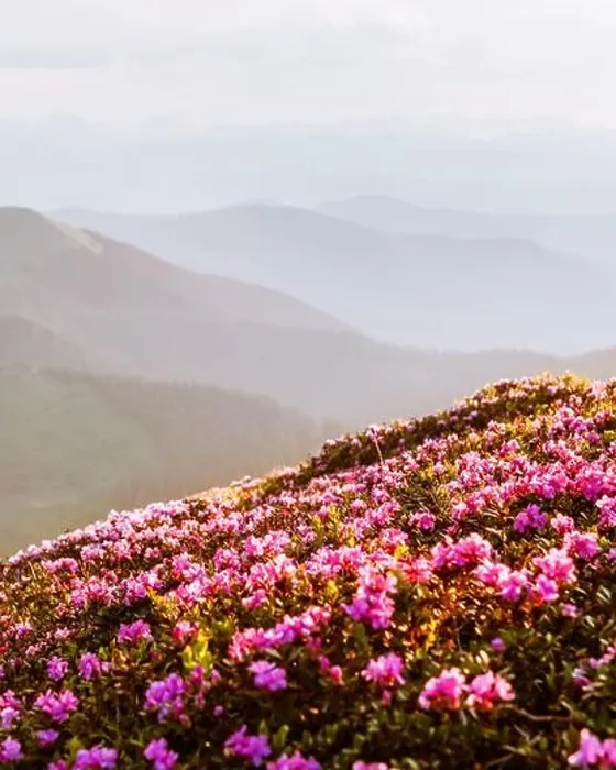 Framed Print : Rhododendron flowers covered mountains meadow in summer time. Beauty sunrise light glowing on a foreground. Landscape photography Framed Print : Rhododendron flowers covered mountains meadow in summer time. Beauty sunrise light glowing on a foreground. Landscape photography