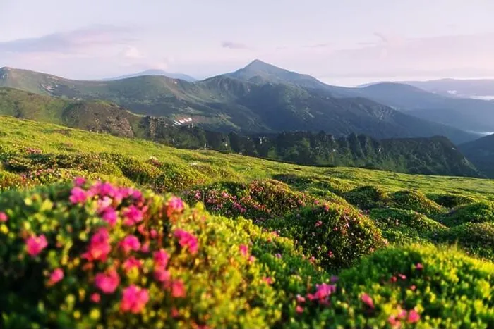 Framed Print : Rhododendron flowers covered mountains meadow in summer time. Purple sunrise light glowing on a foreground. Landscape photography Framed Print : Rhododendron flowers covered mountains meadow in summer time. Purple sunrise light glowing on a foreground. Landscape photography