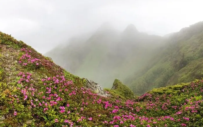 Framed Print : Rhododendron flowers covered mountains meadow in summer time. Fog and mist envelops the mountain peaks. Landscape photography Framed Print : Rhododendron flowers covered mountains meadow in summer time. Fog and mist envelops the mountain peaks. Landscape photography