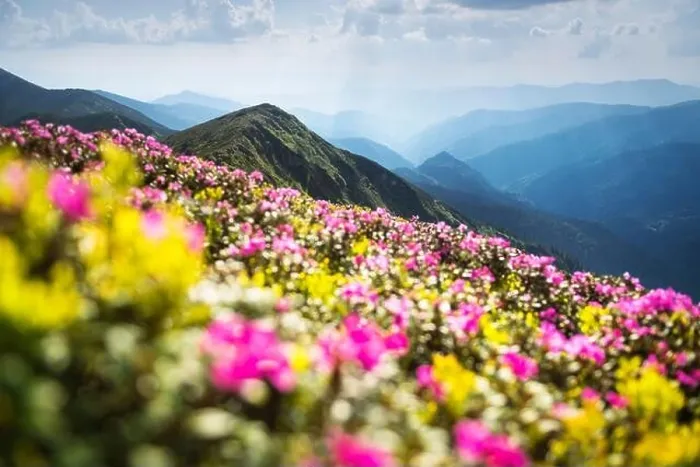 Framed Print : Rhododendron flowers covered mountains meadow in summer time. Purple sunrise light glowing on a foreground. Landscape photography Framed Print : Rhododendron flowers covered mountains meadow in summer time. Purple sunrise light glowing on a foreground. Landscape photography