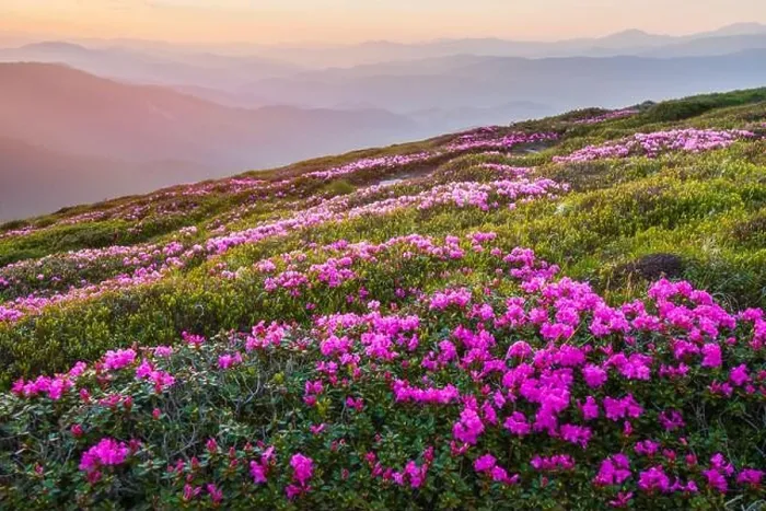 Framed Print : Rhododendron flowers covered mountains meadow in summer time. Purple sunrise light glowing on a foreground. Landscape photography
