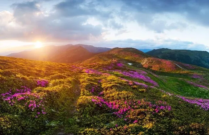 Framed Print : Rhododendron flowers covered mountains meadow in summer time. Purple sunrise light glowing on a foreground. Landscape photography Framed Print : Rhododendron flowers covered mountains meadow in summer time. Purple sunrise light glowing on a foreground. Landscape photography