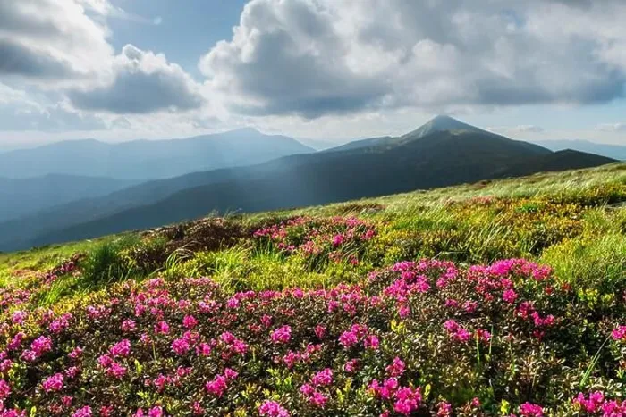 Framed Print : Rhododendron flowers covered mountains meadow in summer time. Beauty sunrise light glowing on a foreground. Landscape photography