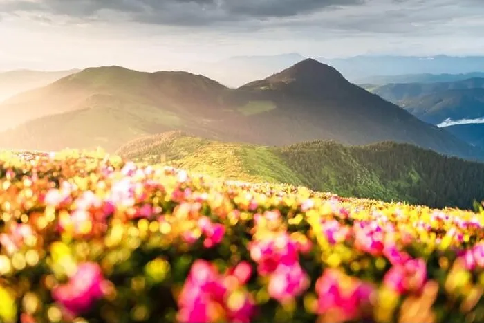 Framed Print : Rhododendron flowers covered mountains meadow in summer time. Orange sunrise light glowing on a foreground. Landscape photography Framed Print : Rhododendron flowers covered mountains meadow in summer time. Orange sunrise light glowing on a foreground. Landscape photography