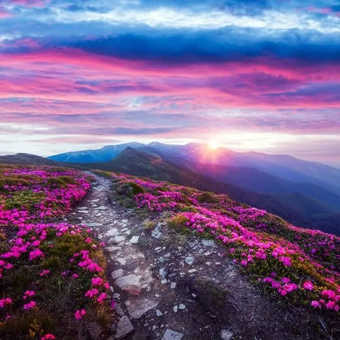 Framed Print : Rhododendron flowers covered mountains meadow in summer time. Purple sunrise light glowing on a foreground. Landscape photography Framed Print : Rhododendron flowers covered mountains meadow in summer time. Purple sunrise light glowing on a foreground. Landscape photography