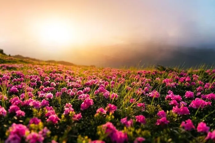 Framed Print : Rhododendron flowers covered mountains meadow in summer time. Orange sunrise light glowing on a foreground. Landscape photography Framed Print : Rhododendron flowers covered mountains meadow in summer time. Orange sunrise light glowing on a foreground. Landscape photography