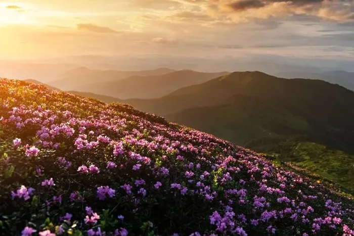 Framed Print : Rhododendron flowers covered mountains meadow in summer time. Orange sunrise light glowing on a foreground. Landscape photography Framed Print : Rhododendron flowers covered mountains meadow in summer time. Orange sunrise light glowing on a foreground. Landscape photography