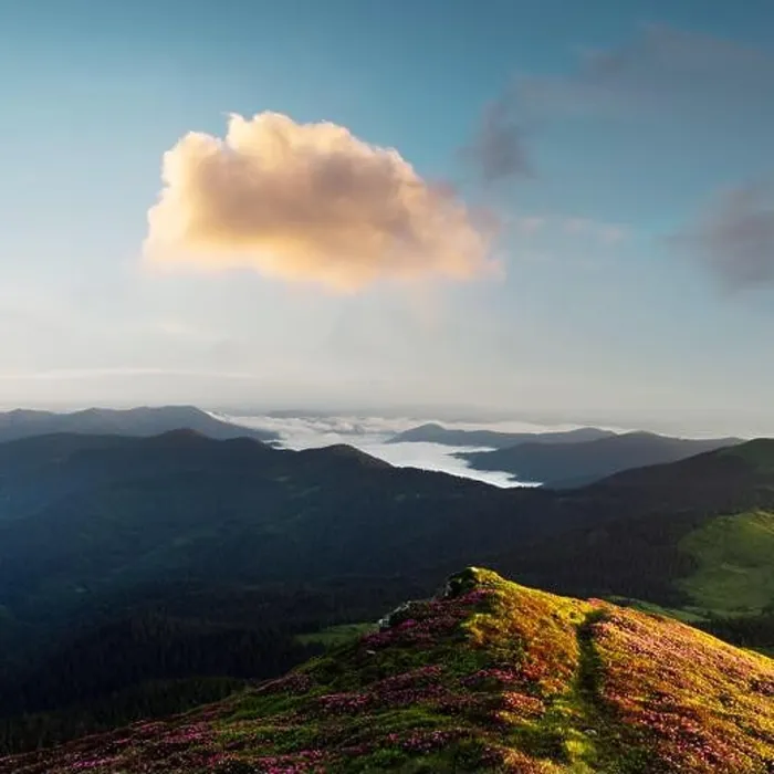 Framed Print : Rhododendron flowers covered mountains meadow in summer time. Orange sunrise light glowing on a foreground. Landscape photography Framed Print : Rhododendron flowers covered mountains meadow in summer time. Orange sunrise light glowing on a foreground. Landscape photography