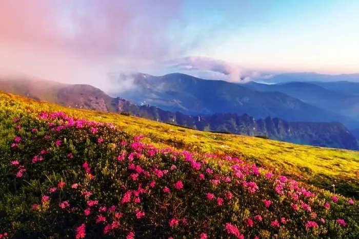 Framed Print : Rhododendron flowers covered mountains meadow in summer time. Orange sunrise light glowing on a foreground. Landscape photography