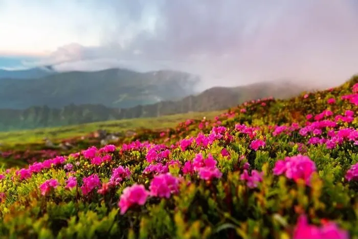 Framed Print : Rhododendron flowers covered mountains meadow in summer time. Orange sunrise light glowing on a foreground. Landscape photography Framed Print : Rhododendron flowers covered mountains meadow in summer time. Orange sunrise light glowing on a foreground. Landscape photography