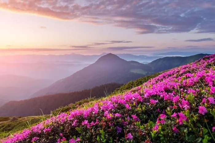 Framed Print : Rhododendron flowers covered mountains meadow in summer time. Orange sunrise light glowing on a foreground. Landscape photography Framed Print : Rhododendron flowers covered mountains meadow in summer time. Orange sunrise light glowing on a foreground. Landscape photography