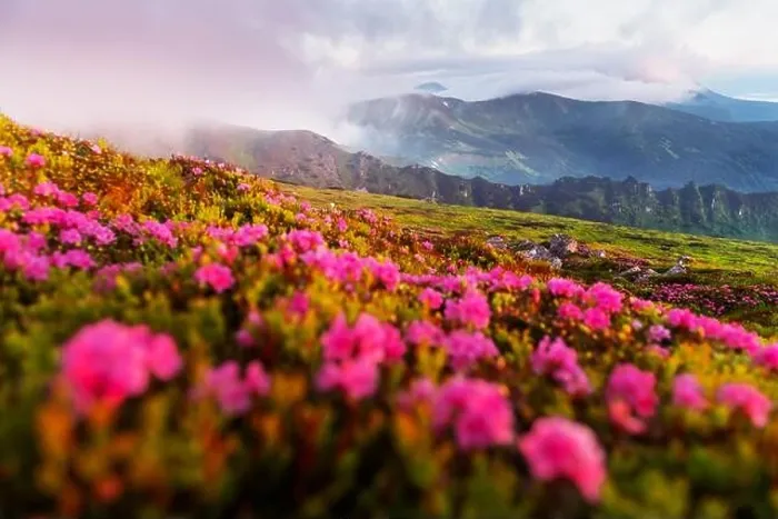 Framed Print : Rhododendron flowers covered mountains meadow in summer time. Orange sunrise light glowing on a foreground. Landscape photography Framed Print : Rhododendron flowers covered mountains meadow in summer time. Orange sunrise light glowing on a foreground. Landscape photography