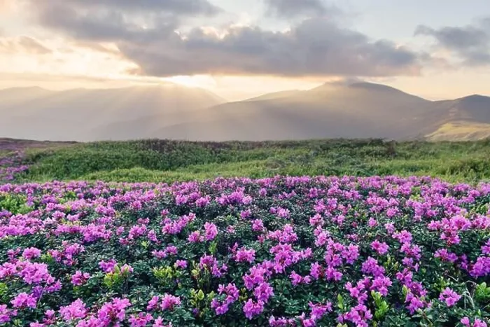 Framed Print : Rhododendron flowers covered mountains meadow in summer time. Orange sunrise light glowing on a foreground. Landscape photography Framed Print : Rhododendron flowers covered mountains meadow in summer time. Orange sunrise light glowing on a foreground. Landscape photography