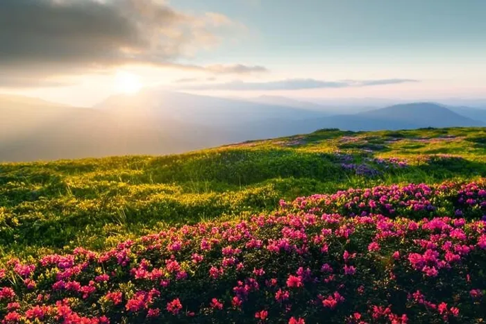 Framed Print : Rhododendron flowers covered mountains meadow in summer time. Orange sunrise light glowing on a foreground. Landscape photography Framed Print : Rhododendron flowers covered mountains meadow in summer time. Orange sunrise light glowing on a foreground. Landscape photography