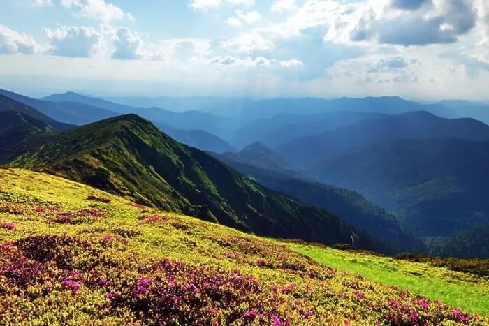 Framed Print : Rhododendron flowers covered mountains meadow in summer time. Orange sunrise light glowing on a foreground. Landscape photography Framed Print : Rhododendron flowers covered mountains meadow in summer time. Orange sunrise light glowing on a foreground. Landscape photography